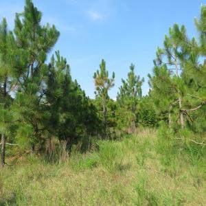 Photo of UNDER CONTRACT!  25 Acres of Timber Land For Sale in Hoke County NC!