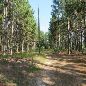 Photo of UNDER CONTRACT!  25 Acres of Timber Land For Sale in Hoke County NC!