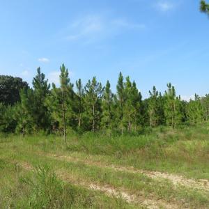 Photo of UNDER CONTRACT!  25 Acres of Timber Land For Sale in Hoke County NC!