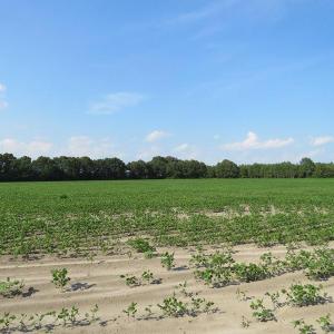 Photo of UNDER CONTRACT!  89 Acres of Timber and Farm Land For Sale in Hoke County NC!