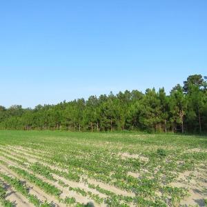 Photo of UNDER CONTRACT!  89 Acres of Timber and Farm Land For Sale in Hoke County NC!