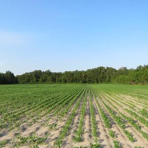Photo of UNDER CONTRACT!  89 Acres of Timber and Farm Land For Sale in Hoke County NC!