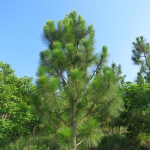 Photo of UNDER CONTRACT!  89 Acres of Timber and Farm Land For Sale in Hoke County NC!