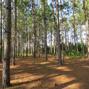 Photo of UNDER CONTRACT!  89 Acres of Timber and Farm Land For Sale in Hoke County NC!