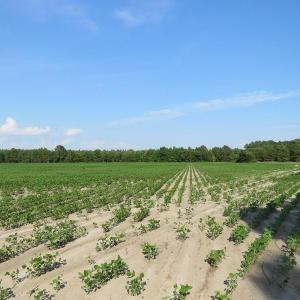 Photo of UNDER CONTRACT!  89 Acres of Timber and Farm Land For Sale in Hoke County NC!