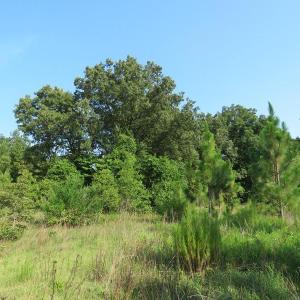 Photo of UNDER CONTRACT!  89 Acres of Timber and Farm Land For Sale in Hoke County NC!