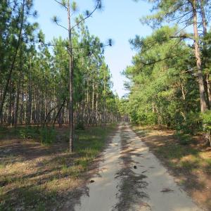Photo of SOLD!!  139 Acres of Timber and Hunting Land For Sale in Hoke County NC!