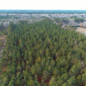 Photo of SOLD!!  139 Acres of Timber and Hunting Land For Sale in Hoke County NC!
