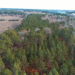 Photo of SOLD!!  139 Acres of Timber and Hunting Land For Sale in Hoke County NC!