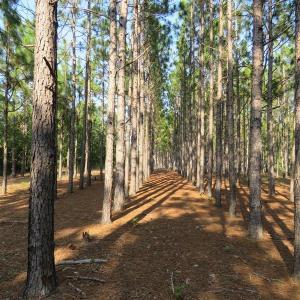 Photo of SOLD!!  139 Acres of Timber and Hunting Land For Sale in Hoke County NC!