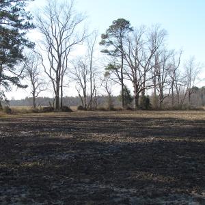 Photo of UNDER CONTRACT!  42.6 Acres of Timber and Farm Land For Sale in Sussex County VA!