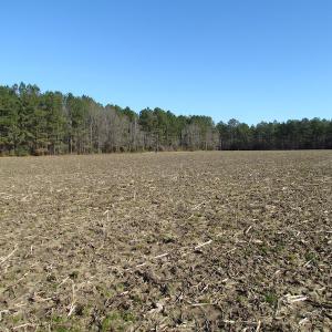 Photo of UNDER CONTRACT!  42.6 Acres of Timber and Farm Land For Sale in Sussex County VA!
