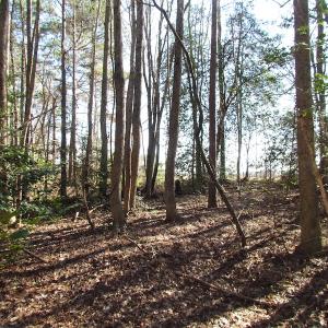 Photo of UNDER CONTRACT!  42.6 Acres of Timber and Farm Land For Sale in Sussex County VA!