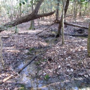 Photo of UNDER CONTRACT!  42.6 Acres of Timber and Farm Land For Sale in Sussex County VA!