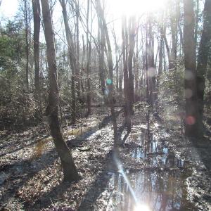 Photo of UNDER CONTRACT!  42.6 Acres of Timber and Farm Land For Sale in Sussex County VA!