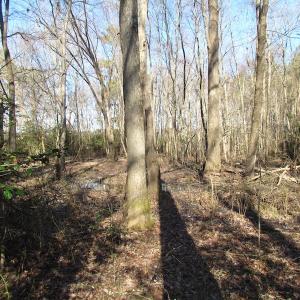Photo of UNDER CONTRACT!  42.6 Acres of Timber and Farm Land For Sale in Sussex County VA!