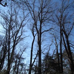 Photo of UNDER CONTRACT!  42.6 Acres of Timber and Farm Land For Sale in Sussex County VA!