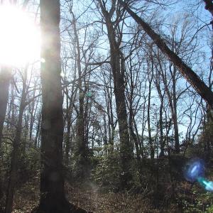 Photo of UNDER CONTRACT!  42.6 Acres of Timber and Farm Land For Sale in Sussex County VA!