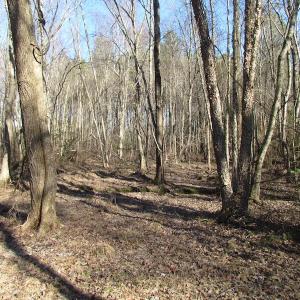 Photo of UNDER CONTRACT!  42.6 Acres of Timber and Farm Land For Sale in Sussex County VA!