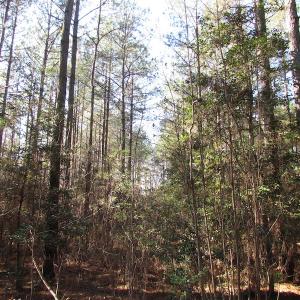 Photo of UNDER CONTRACT!  42.6 Acres of Timber and Farm Land For Sale in Sussex County VA!