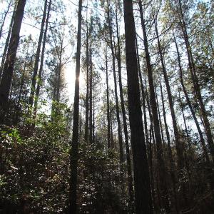 Photo of UNDER CONTRACT!  42.6 Acres of Timber and Farm Land For Sale in Sussex County VA!