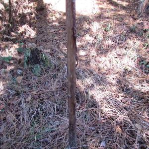 Photo of UNDER CONTRACT!  42.6 Acres of Timber and Farm Land For Sale in Sussex County VA!