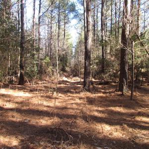 Photo of UNDER CONTRACT!  42.6 Acres of Timber and Farm Land For Sale in Sussex County VA!