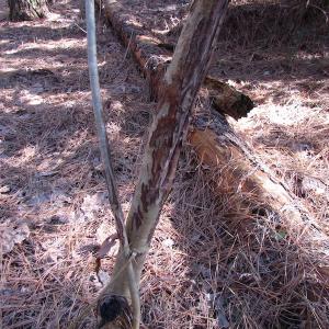 Photo of UNDER CONTRACT!  42.6 Acres of Timber and Farm Land For Sale in Sussex County VA!