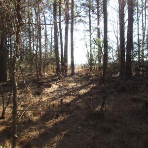 Photo of UNDER CONTRACT!  42.6 Acres of Timber and Farm Land For Sale in Sussex County VA!