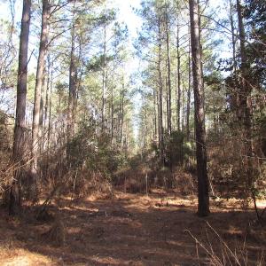 Photo of UNDER CONTRACT!  42.6 Acres of Timber and Farm Land For Sale in Sussex County VA!