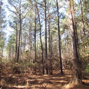 Photo of UNDER CONTRACT!  42.6 Acres of Timber and Farm Land For Sale in Sussex County VA!