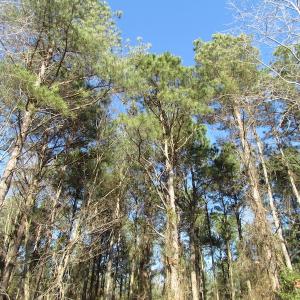 Photo of UNDER CONTRACT!  42.6 Acres of Timber and Farm Land For Sale in Sussex County VA!