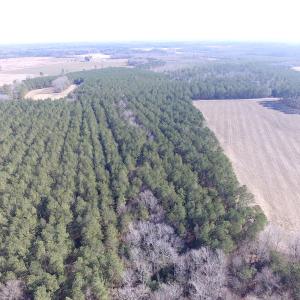 Photo of UNDER CONTRACT!  42.6 Acres of Timber and Farm Land For Sale in Sussex County VA!