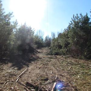 Photo of UNDER CONTRACT!  17.7 Acres of Residential and Hunting Land For Sale in Greensville County VA!