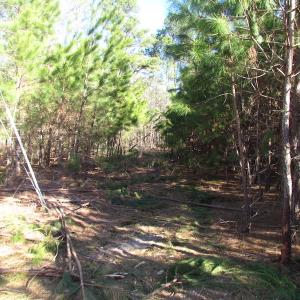 Photo of UNDER CONTRACT!  17.7 Acres of Residential and Hunting Land For Sale in Greensville County VA!