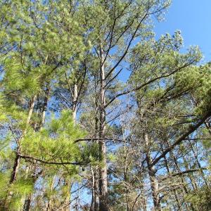 Photo of UNDER CONTRACT!  17.7 Acres of Residential and Hunting Land For Sale in Greensville County VA!