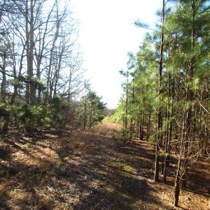 Photo of UNDER CONTRACT!  17.7 Acres of Residential and Hunting Land For Sale in Greensville County VA!