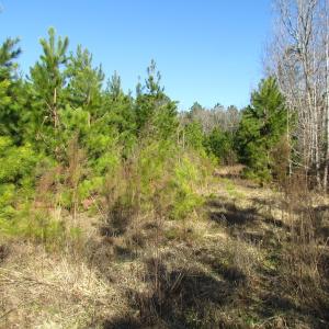 Photo of UNDER CONTRACT!  17.7 Acres of Residential and Hunting Land For Sale in Greensville County VA!