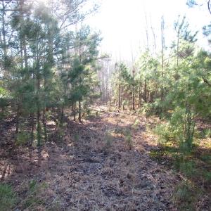 Photo of UNDER CONTRACT!  17.7 Acres of Residential and Hunting Land For Sale in Greensville County VA!