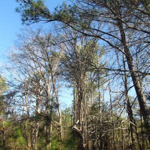 Photo of UNDER CONTRACT!  17.7 Acres of Residential and Hunting Land For Sale in Greensville County VA!
