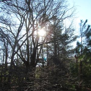 Photo of UNDER CONTRACT!  17.7 Acres of Residential and Hunting Land For Sale in Greensville County VA!