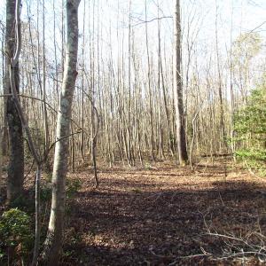 Photo of UNDER CONTRACT!  17.7 Acres of Residential and Hunting Land For Sale in Greensville County VA!