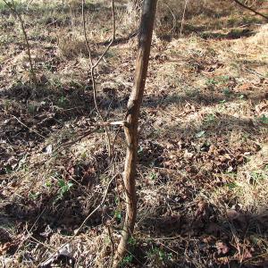 Photo of UNDER CONTRACT!  17.7 Acres of Residential and Hunting Land For Sale in Greensville County VA!