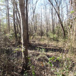 Photo of UNDER CONTRACT!  17.7 Acres of Residential and Hunting Land For Sale in Greensville County VA!