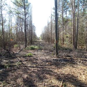 Photo of UNDER CONTRACT!  17.7 Acres of Residential and Hunting Land For Sale in Greensville County VA!