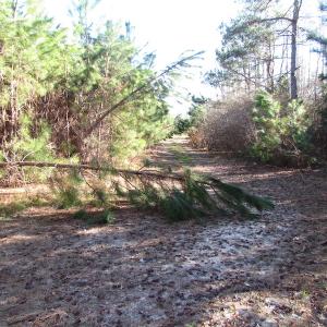 Photo of UNDER CONTRACT!  17.7 Acres of Residential and Hunting Land For Sale in Greensville County VA!
