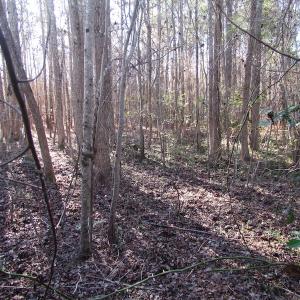Photo of UNDER CONTRACT!  17.7 Acres of Residential and Hunting Land For Sale in Greensville County VA!