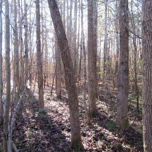 Photo of UNDER CONTRACT!  17.7 Acres of Residential and Hunting Land For Sale in Greensville County VA!