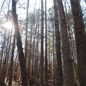 Photo of UNDER CONTRACT!  17.7 Acres of Residential and Hunting Land For Sale in Greensville County VA!