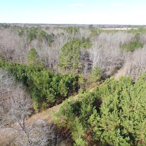 Photo of UNDER CONTRACT!  17.7 Acres of Residential and Hunting Land For Sale in Greensville County VA!